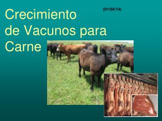 Crecimiento de Vacunos para Carne