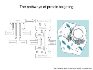 The pathways of protein targeting