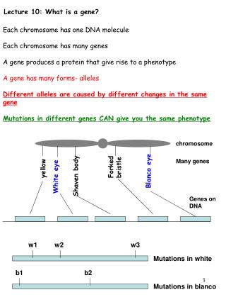 Lecture 10: What is a gene?