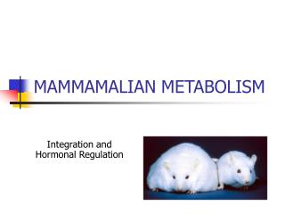 MAMMAMALIAN METABOLISM