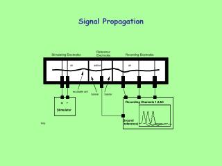 Signal Propagation