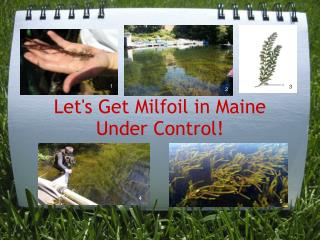 Let's Get Milfoil in Maine Under Control!