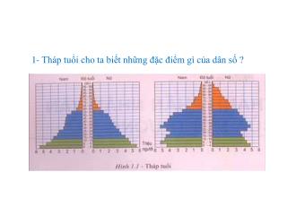 1- Tháp tuổi cho ta biết những đặc điểm gì của dân số ?