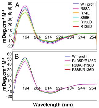 WT prof I R135D/R136D R88A/R136D R88E/R136D