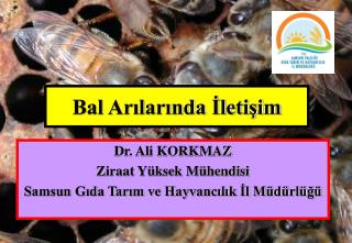 Bal Arılarında İletişim