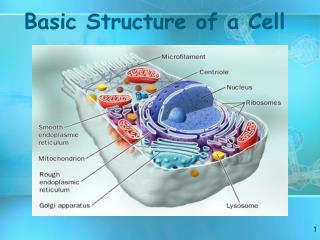 Basic Structure of a Cell