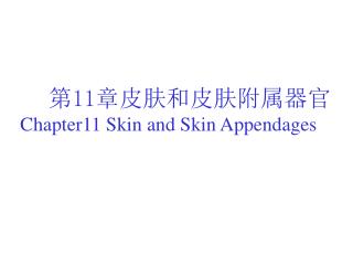 第 11 章皮肤和皮肤附属器官 Chapter11 Skin and Skin Appendages