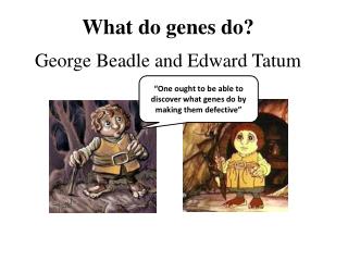 What do genes do?