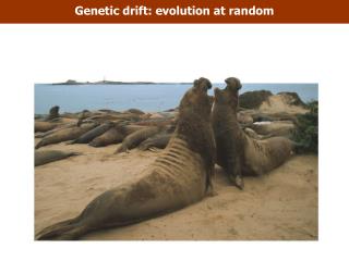 Genetic drift: evolution at random