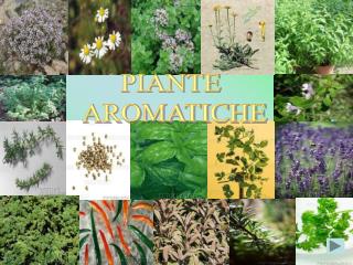 PIANTE AROMATICHE