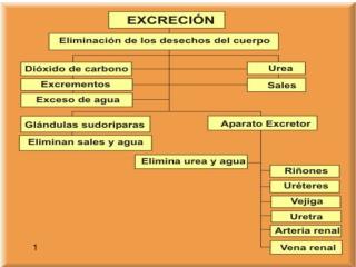 ESTRUCTURA Y FUNCIONAMIENTO DEL APARATO EXCRETOR