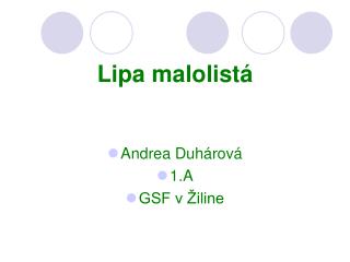 Lipa malolistá