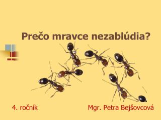 Prečo mravce nezablúdia?