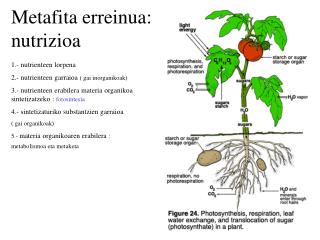 Metafita erreinua: nutrizioa