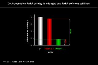 DNA-dependent PARP activity in wild-type and PARP deficient cell lines