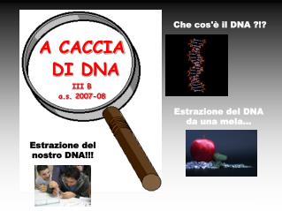 A CACCIA DI DNA III B a.s. 2007-08