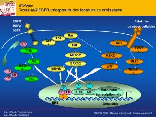 Biologie Cross-talk EGFR, récepteurs des facteurs de croissance