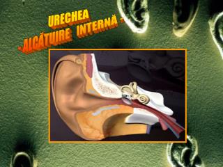 URECHEA - ALCĂTUIRE INTERNĂ -