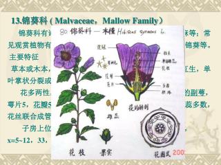 13. 锦葵科 ( Malvaceae ， Mallow Family ）