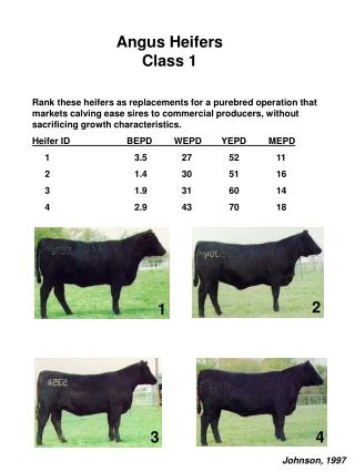 Angus Heifers Class 1