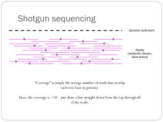 Shotgun sequencing