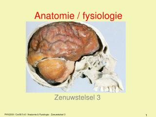 Anatomie / fysiologie