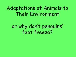 Adaptations of Animals to Their Environment or why don’t penguins’ feet freeze?