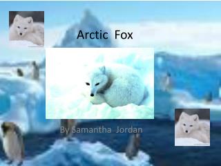 Arctic Fox