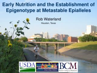 Early Nutrition and the Establishment of Epigenotype at Metastable Epialleles