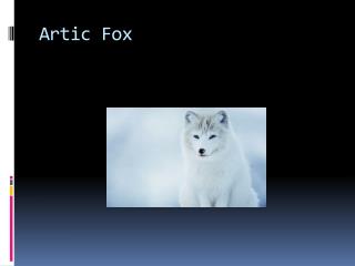 Artic Fox