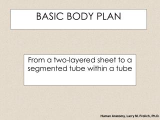 BASIC BODY PLAN