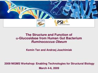 The Structure and Function of  -Glucosidase from Human Gut Bacterium Ruminococcus Obeum