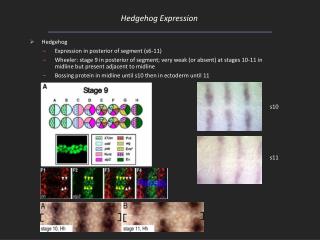 Hedgehog Expression