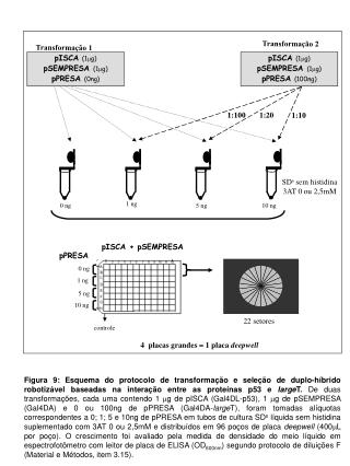 SD s sem histidina 3AT 0 ou 2,5mM