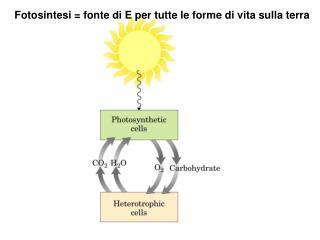 Fotosintesi = fonte di E per tutte le forme di vita sulla terra