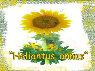 “ Heliantus annus ”