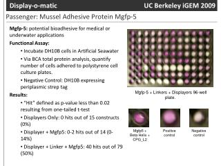 Mgfp-5: potential bioadhesive for medical or underwater applications Functional Assay: