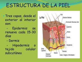 ESTRUCTURA DE LA PIEL