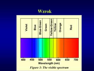 Wzrok