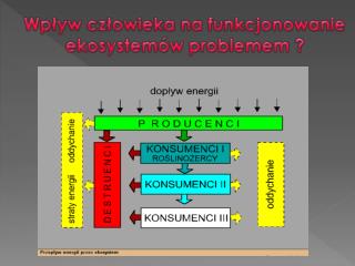 Wpływ człowieka na funkcjonowanie ekosystemów problemem ?