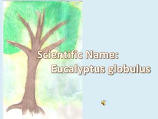 Scientific Name :  Eucalyptus globulus