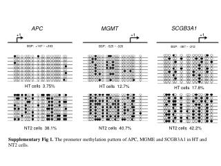 NT2 cells 42.2%