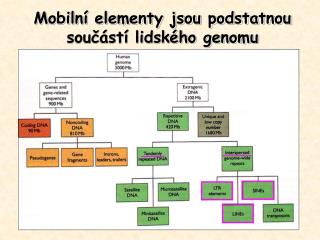 Mobilní elementy jsou podstatnou součástí lidského genomu