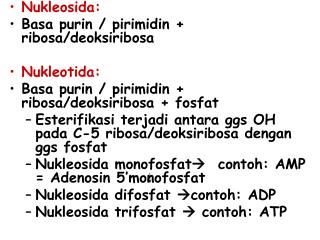Nukleosida: Basa purin / pirimidin + ribosa/deoksiribosa Nukleotida: