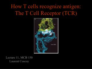 How T cells recognize antigen: The T Cell Receptor (TCR)