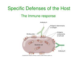 PPT - Specific Defenses Of The Host PowerPoint Presentation, Free ...