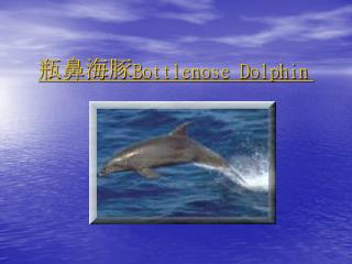 瓶鼻海豚 Bottlenose Dolphin