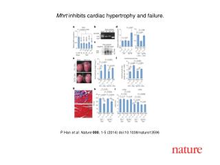 P Han et al. Nature 000 , 1-5 (2014) doi:10.1038/nature13596