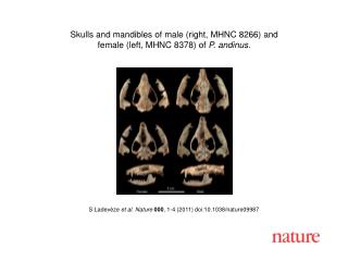 S Ladevèze et al. Nature 000 , 1-4 (2011) doi:10.1038/nature09987