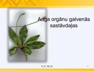 Auga orgānu galvenās sastāvdaļas